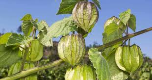The fruit of the tomatillo is green, and about the size of a large cherry tomato. Growing Tomatillos How To Care Grow And Use Tomatillos