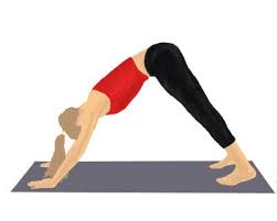 Downward Facing Dog Downward Dog Yoga Downward Facing Dog Downward Dog