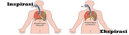 Proses inspirasi inspirasi adalah proses terjadinya pengisapan oksigen dari luar ke. Perbedaan Inspirasi Dan Ekspirasi Perbedaan