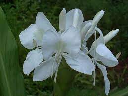 One Of My Favorite Flowers They Look Like Butterflies And Smell Divine A White Ginger Lei Is To Die For Patio Flowers Ginger Flower Plants