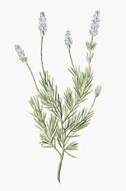 French Lavender Transparent Png Premium Image By Rawpixel Com Flower Illustration Mallow Flower Leaf Illustration