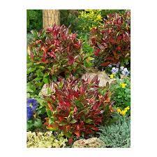 Scarletta Fetterbush Leucothoe Fontanesiana Zeblid Plants Autumn Garden Shrubs