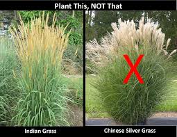 Image result for Sorghastrum stipoides