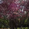 The flowers, which bloom in late spring, are white, and the fruit is black. 1