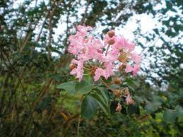 This plant was described by james edward smith in flora graeca. Best Smelling Flowers In The World Photo