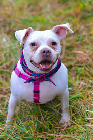 Adopting a pet pig from foha