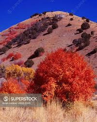 Image result for bigtooth maple