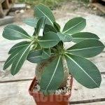 Image result for Monadenium pseudoracemosum