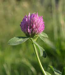 Picture Of The Day For May 14 2020 Clover Plant Image Of The Day Daily Pictures