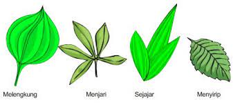 Juga ada memiliki flagel atau bersilia. Macam Macam Bentuk Daun Atau Susunan Tulang Daun Beserta Contohnya Pak Mono