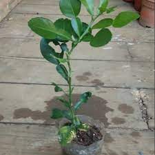 Pokok sudah stabil dan sihat 4. Anak Pokok Limau Purut Kampung Shopee Malaysia