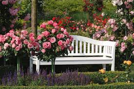 We did not find results for: Rose Garden Park Europa Rosarium Sangerhausen