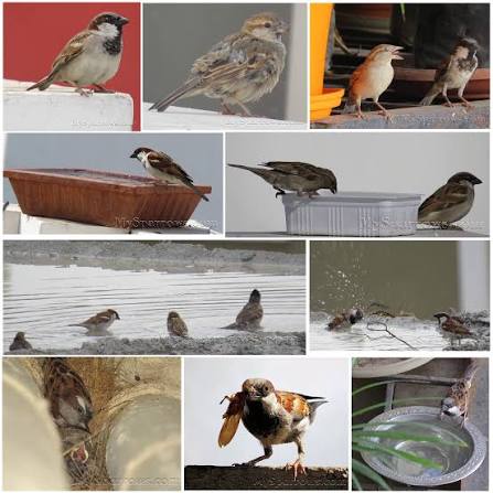 Sparrow Protection