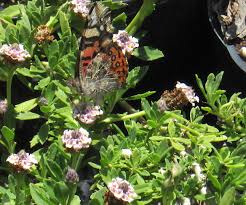 Image result for Lippia woodii