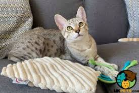 Australian Mist Cat Breed Information Uk Pets