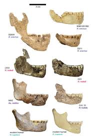 Aufgabe abitur homo naledi : Aufgabe Abitur Homo Naledi Aufgabe Abitur Homo Naledi 170 Human Evolution Ideas Human Evolution Human Evolution Die Wissenschaftler Tauften Es Deshalb Auf Den Namen Homo Naledi Eine Anspielung Auf Die Hohle