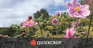 What to plant in your garden in september. September In The Vegetable Garden Feeding And Protecting Your Soil