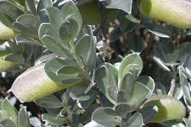 Image result for Podalyria