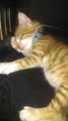 Kedi Malatya Fiyatlari Ikinci El Sifir Kiralik Ilanlar
