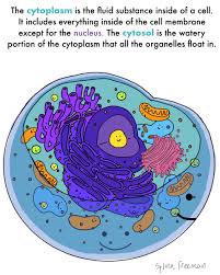 We did not find results for: Cytoplasm Structure Function Expii