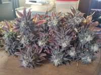 Arsp be 22 attijariwafa bank europe belgium: Strawberry Blue World Of Seeds Bank Hanfsorten Galerie