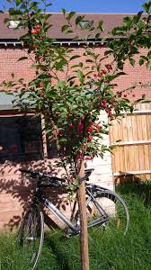 Remove symptomatic trees to prevent spread to other cherry trees. Are My Cherries Edible Gardening Landscaping Stack Exchange