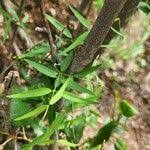 Image result for Periploca linearifolia