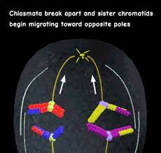 From a preceding mitotic division, the oogonium (spermatogonium) enters meiosis with diploid (2n) chromosomes but tetraploid (4n) dna.chromosomes then duplicate to produce sister chromatids (or homologous dyads). Interactive Meiosis