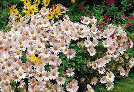 Best Mums For Fall Potted Mums Fall Mums Flower Pots