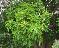 Image result for Ficus lutea