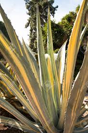 Image result for Agavaceae