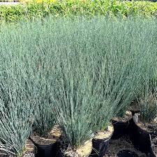 Image result for Juncus exsertus