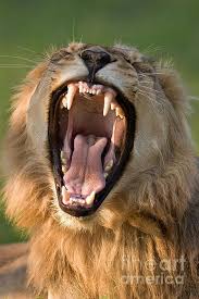 Lion Art Print By Johan Swanepoel Lion Poster Lions Lion