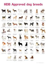 German Shepherd Classification Dogs Breeds And Everything