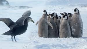 Shop items you love at overstock, with free shipping on everything* and easy returns. Penguin Chicks Rescued By Unlikely Hero Spy In The Snow Bbc Earth Youtube