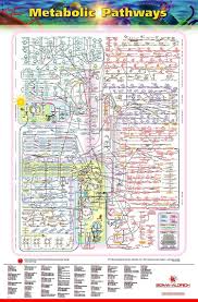 The Wonders Of The Human Cell The Metabolic Pathways Chart