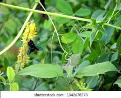 Image result for Crotalaria cleomifolia