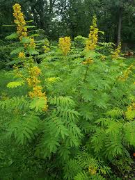 Image result for Senna singueana