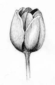 Black And White Pencil Drawings Of Flowers Tulip Pencil Drawing Tulip Drawing Flower Sketches Drawings