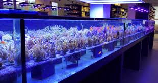 Before you add the saltwater to your aquarium, allow it to sit at least 24 hours. White Corals Showroom Should Inspire All Aquarium Stores Video Featured Video Reef Builders The Reef And Marine Aq Aquarium Aquarium Store Coral Aquarium