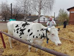 Pentru că unde este o vacă este şi lapte de vacă. Video Demo De Bonitare A Unei Vaci Cu Lapte Holstein Din Ferma Agroind FocÈani RealizatÄ De Gheorghe NeaÈÄ Revista Fermierului