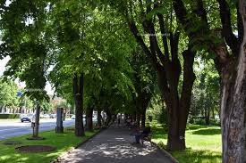 Ioana mihăilă, la primul mare test politic: Cosa Fare A Satu Mare Scopri Cosa Vedere Per Conoscere La Citta