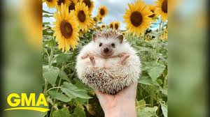 Everything You Need To Know Before You Get A Hedgehog L Gma Youtube