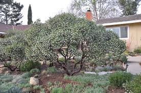 Arctostaphylos Den Howard Mcminn Howard Mcminn Manzanita Plantmaster Grasses Garden Native Garden Shrubs