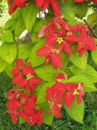 Image result for Mussaenda rivularis