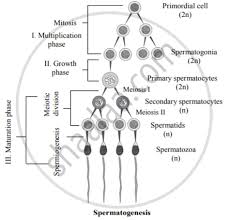 Gametogenesis | Ck-12 Foundation