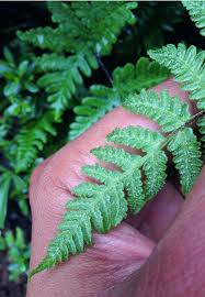 Image result for Aleuritopteris