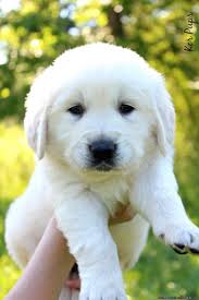 Our golden pups have done well with airline travel, and the airport personnel at our local airport (cle) go out of their way to make sure the pups get proper care and attention before their flight. Akc English Cream Golden Retriver Puppy Dogs Golden Retriever Golden Retriever Dogs