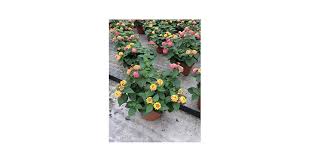 Image result for Lantana tiliifolia