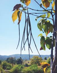 Image result for Holarrhena